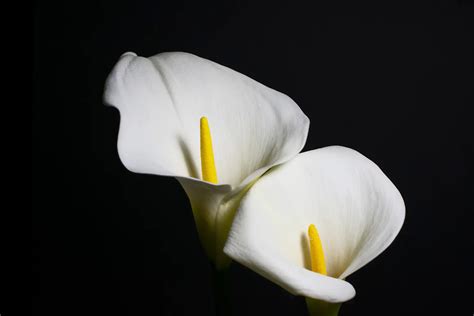 Calla Lily A Guide To Elegance And Symbolism In Floral Beauty