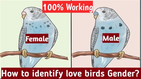 identify love birds gender  working part  pbi youtube