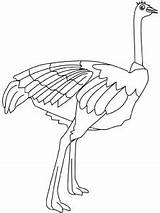 Avestruz Autruche Colorat Ostrich Strut Pasari Desene Planse Kolorowanki Ptaki Colorier Avestruces Salbatice Kiwi Emu Strusie Imagen Coloração sketch template
