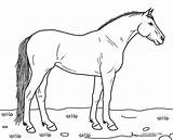Caballos Pferde Ausmalbilder Caballo Pferd Malvorlagen Granja Animales Ausdrucken sketch template