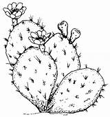 Cactus Drawing Prickly Pear Coloring Pages Thorn Line Outline Simple Color Flower Template Beware Drawings Clipart Clip Plants Sketch Vector sketch template
