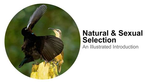 natural selection and sexual selection an illustrated