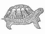 Coloring Adulti Colorare Turtle Pages Per Da Sea Tatuaggio Tartaruga 123rf sketch template
