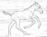 Coloring Horse Pages Foal Realistic Bucking Printable Drawing Kids Drawings sketch template