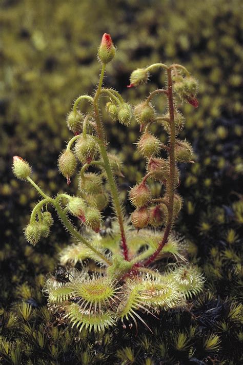 7 Of The Best Carnivorous Plants And How To Care For Them Better