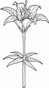 Lily Coloring Pages Lilies Flower Coloriage Blooming Flowers Lys Drawings Printable Supercoloring Fleur Lilium Line Water Drawing Monet Kids Simple sketch template