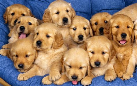cute puppies puppies wallpaper  fanpop
