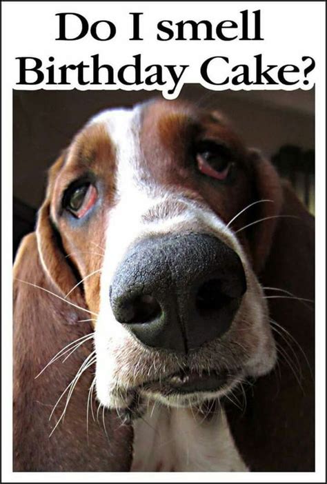 50 Best Basset Hound Memes Of All Time The Paws