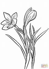 Crocus Coloring Spring Pages Saffron Flower Drawing Printable Sativus Colouring Flowers Crocuses Getdrawings Line Drawings Supercoloring Watercolor Choose Board Categories sketch template