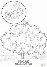 Coloring Pages Redwood Tree Getcolorings Symbols Texas sketch template