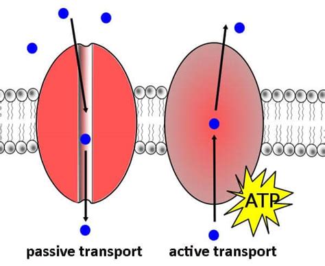 active transport javatpoint