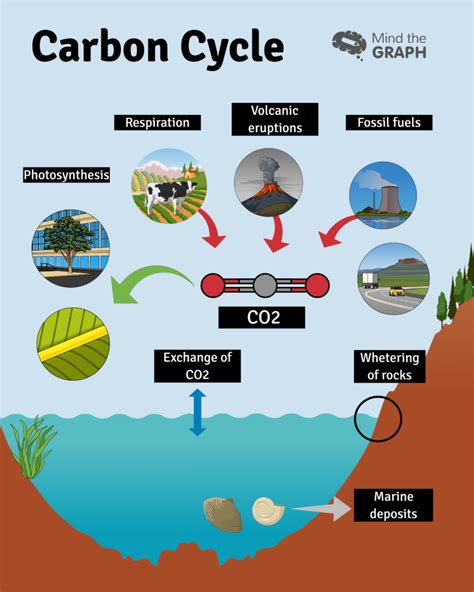 carbon cycle  greenhouse effect  scientific infographic  mind  graph  science