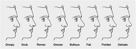 male nose types google search nose types nose shapes  nose shapes