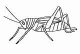 Insekten Malvorlage Grilo Grasshopper Grilos Gafanhoto Gafanhotos sketch template