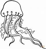 Jellyfish Qualle Meduza Medusa Kolorowanki Medusas Kwal Kolorowanka Meduzy Kleurplaat Realistic Kleurplaten sketch template