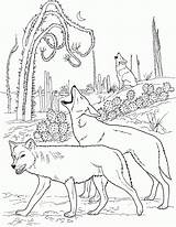 Howling Coyotes Coyote Wolves Lobos Desierto Supercoloring Aullando Kleurplaten Lobo Bezoeken Visiter Designlooter Zapisano sketch template