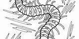 Coloring Centipede Designlooter 88kb 330px sketch template