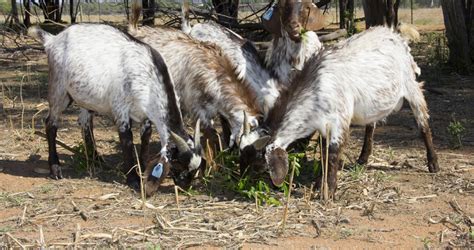 goat breeds  south africa