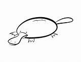 Platypus Coloring Pages Cliparts Clip Clipart Favorites Add sketch template