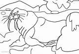 Walrus Coloring Pages Printable Kids Cool2bkids Print Online sketch template