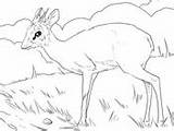 Dik Coloring Woodland Antelope Kudu African sketch template