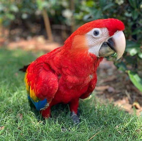 scarlet macaw  sale red macaw  sale