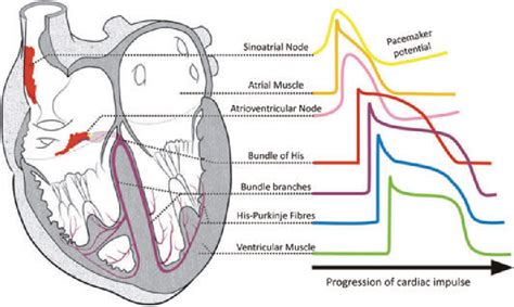 figure    anatomy  physiology   sinoatrial node