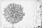 Allium Designlooter Intriguing sketch template
