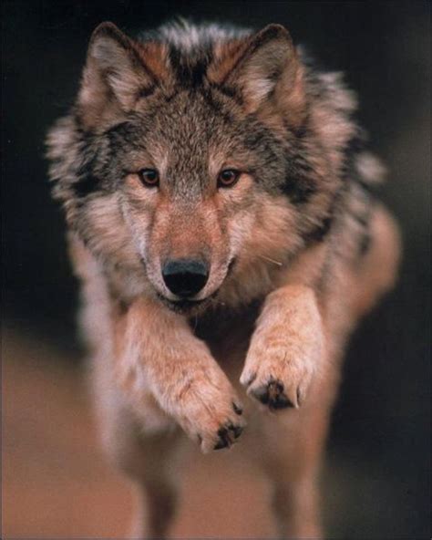top  ideas  wolves  pinterest wolves coyotes   wolf