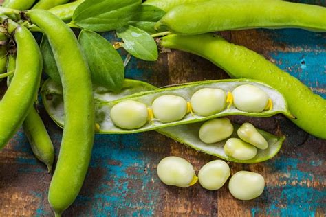 grow lima beans   growing lima beans lima beans bush beans