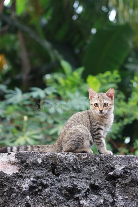 photo of close up sitting cute small wild brown cat big
