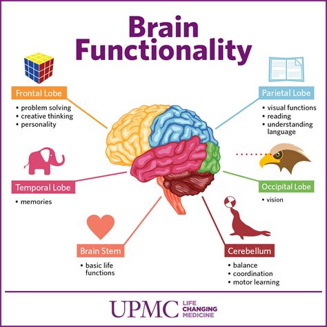 parts   brain upmc healthbeat