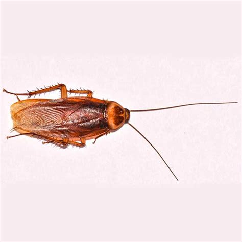 American Cockroach Pioneer Pest Management Pest