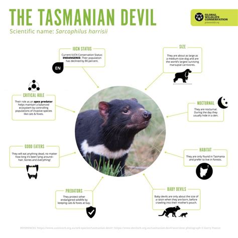 devil ark breeds   tasmanian devil global wildlife conservation