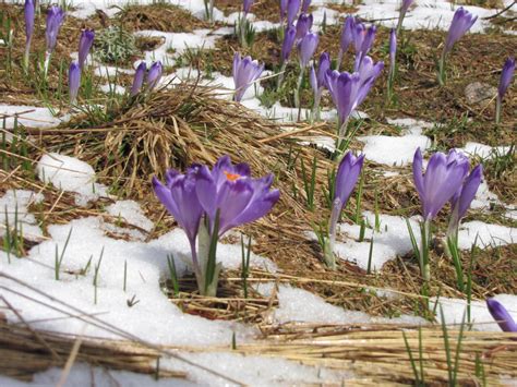 pierwsze oznaki wiosny na polanie chocholowskiej  tatrach oznaki