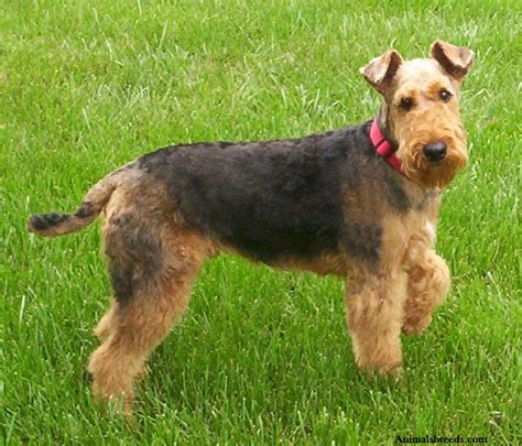 giant airedale terriers dog breeds picture