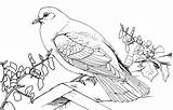 Pigeon Coloring Pages Printable Kids Bestcoloringpagesforkids sketch template