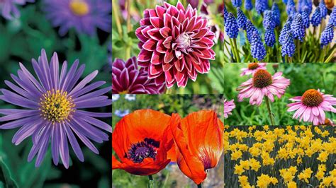 perennial flowers ideas  types  care
