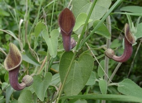 aristolochia indica indian birthwort  seeds