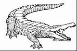 Crocodile Drawing Line Alligator Draw Coloring Pages Printable Getdrawings sketch template