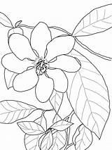 Gardenia Colorear Flor Carinata Gardenias Disegno Pintarcolorear Supercoloring sketch template