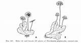Liverworts Marchantia Moss Professor Botany Their Structures Lie Except Reproductive Flat sketch template