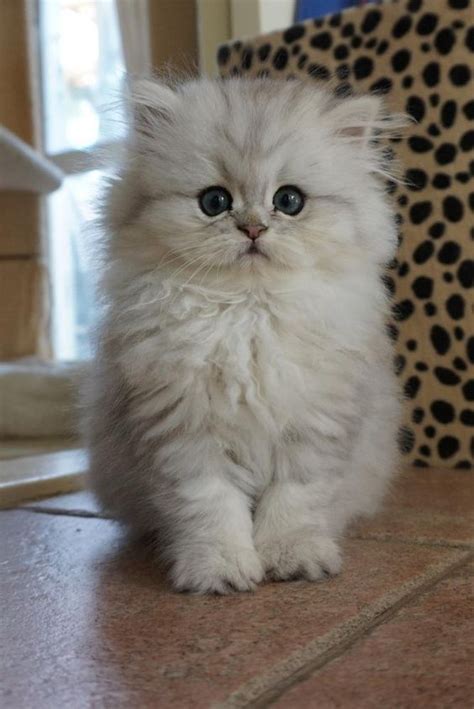 images  persians  ragamuffins  pinterest persian kittens  white persian cats