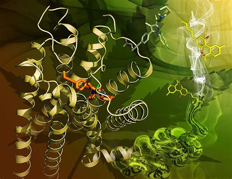Structure Of Primary Cannabinoid Receptor Is Revealed National