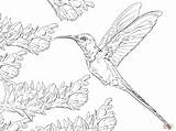 Hummingbird Coloring Pages Printable Bird Humming Swallow Drawing Tail Hummingbirds Flowers Birds Kids Step Colouring Realistic Color Easy Drawings Getdrawings sketch template