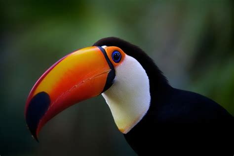 images  birds toucans  pinterest south america zoos  branches