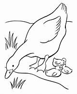 Coloring Goose Pages Printable Baby Kids Sheets Ducks Mother Easter Farm Babies Animal Geese Duck Embroidery Color Colouring Sheet Her sketch template