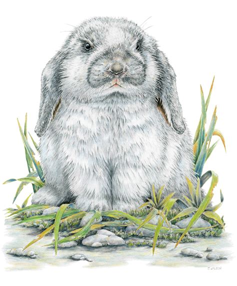 flop eared rabbit framed original drawing wildlife drawings  jim
