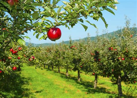 apple picking perfect for an autumn day healthywomen
