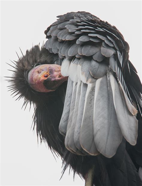 california condor photograph  angie vogel
